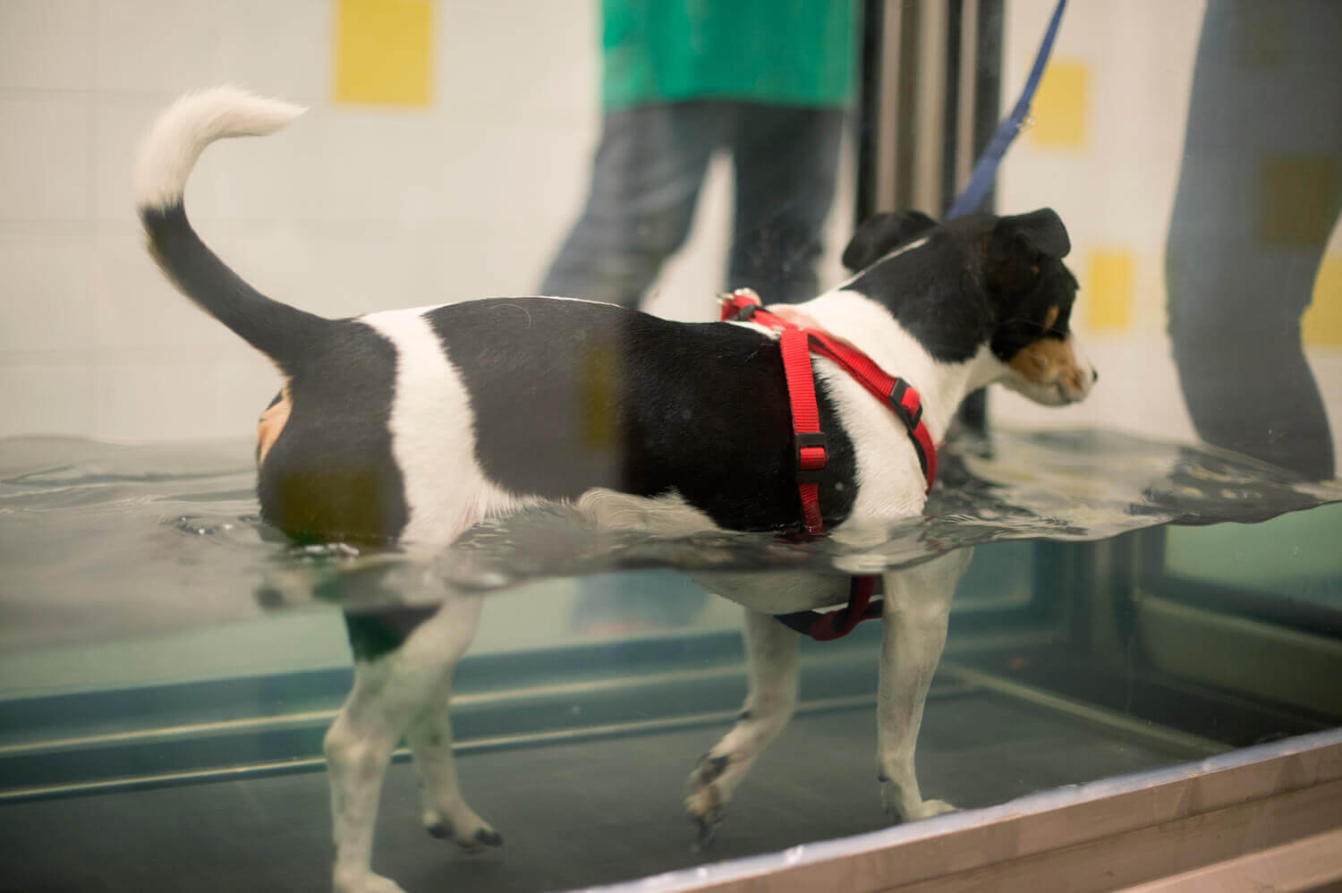 Foto van hydrotherapie voor dieren