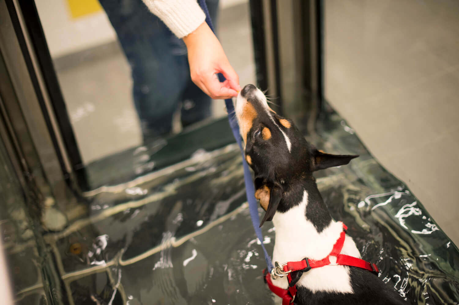 Foto van hydrotherapie voor dieren