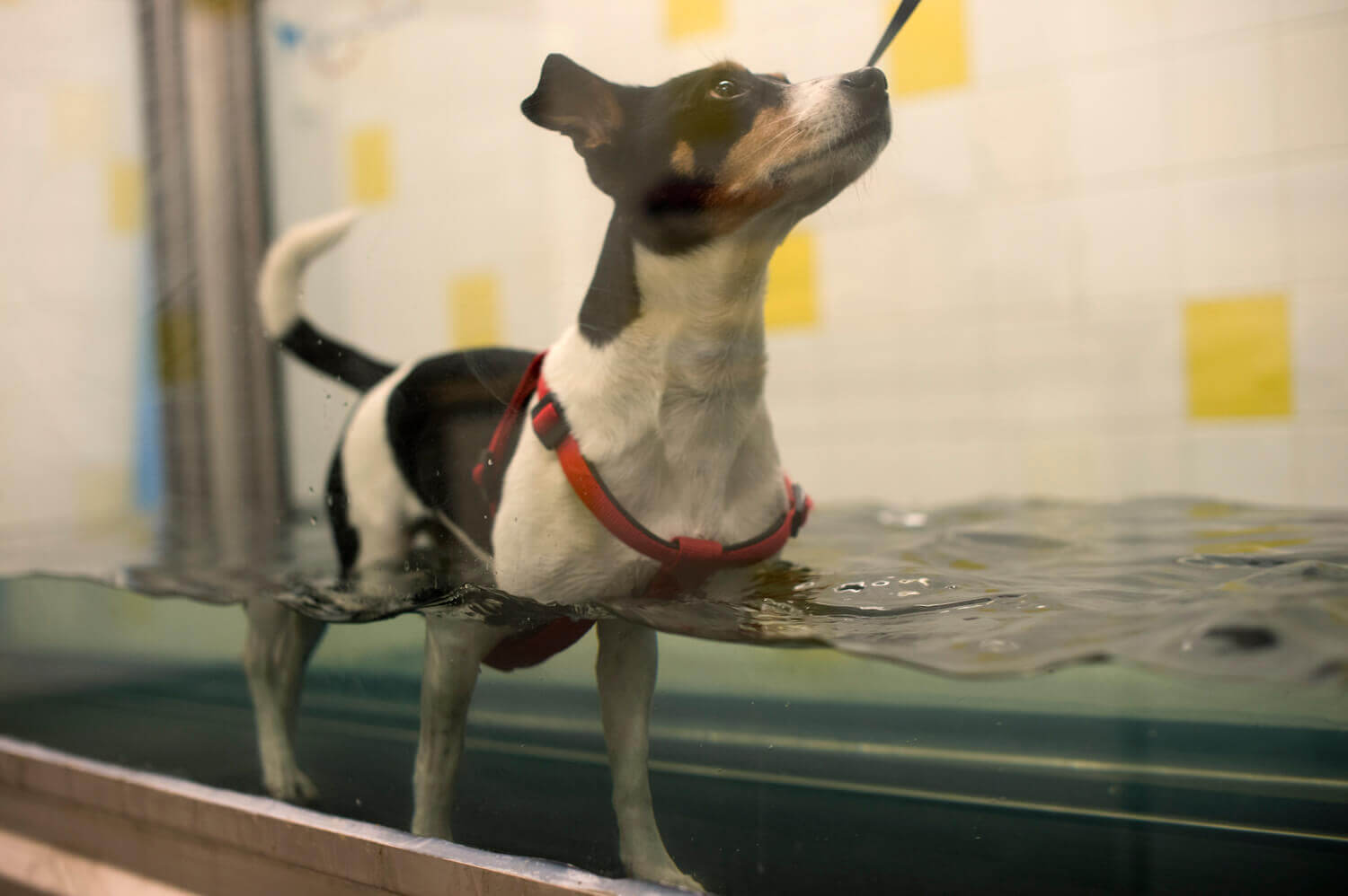 Foto van hydrotherapie voor dieren